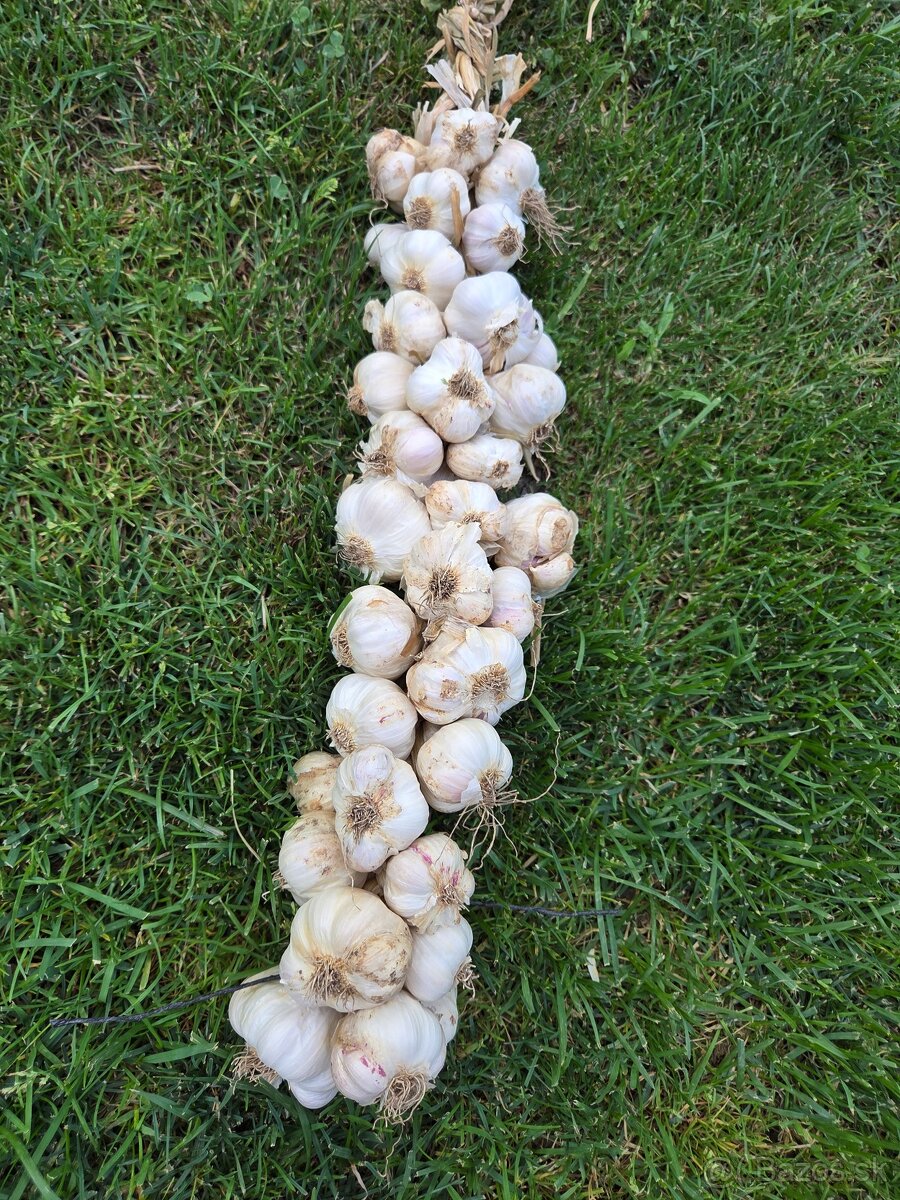 Cesnak na predaj - 6