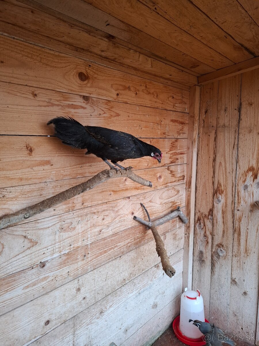 Fenixky, sliepky - 6