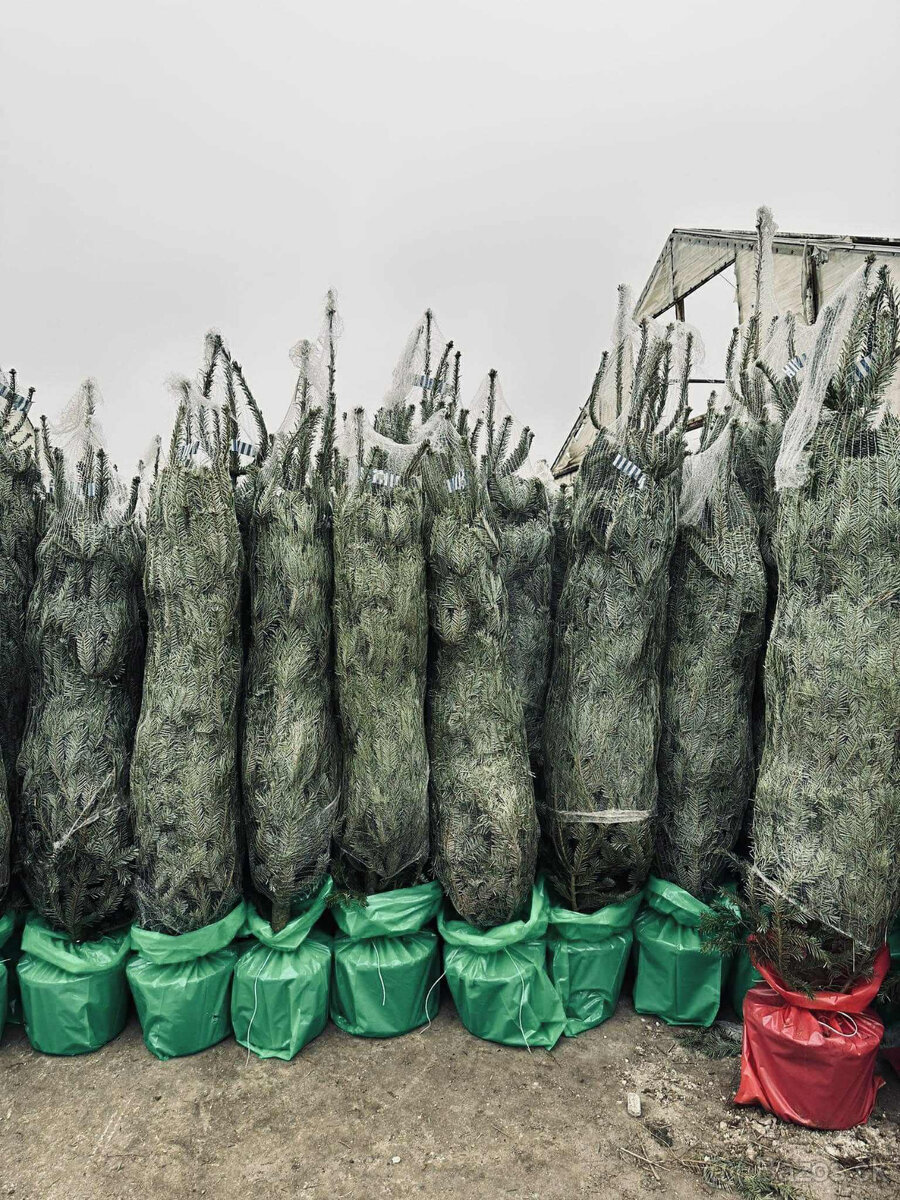 Kaukazská jedľa v kvetináči 1,50-1,80 smrekové vianočný stro - 6