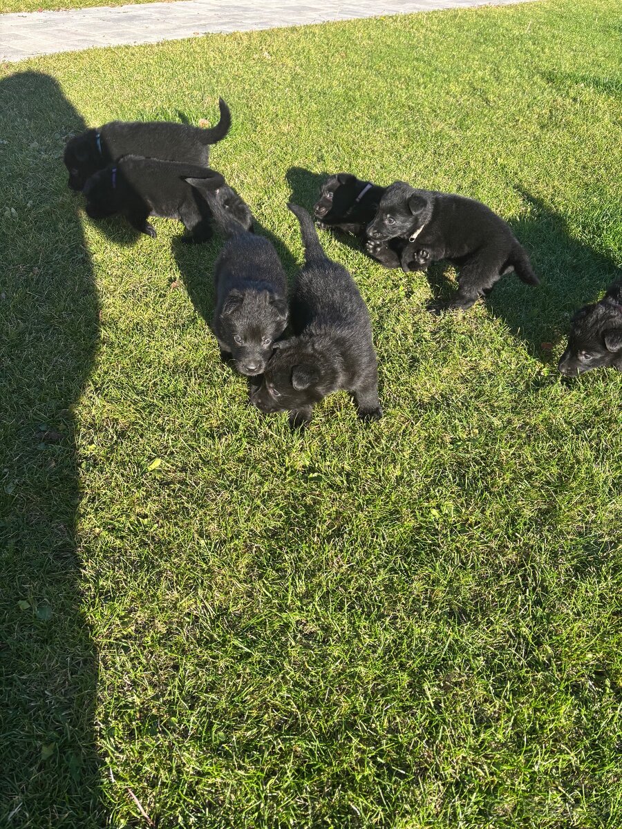 Šteniatka Nemecký ovčiak bez PP - 6