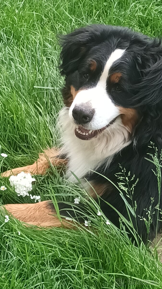 Bernský salašnícky pes - krytie - 6