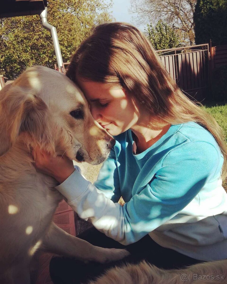 Zlatý retriever - 6