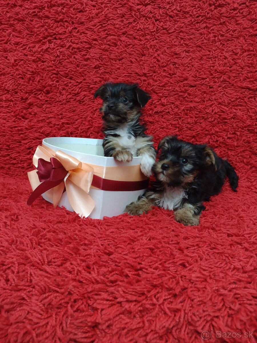 Yorkshirsky teriér, Yorkshire, York - 6