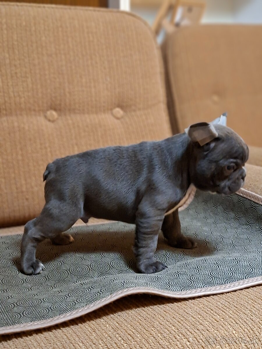 Francúzsky buldoček modrý - 6