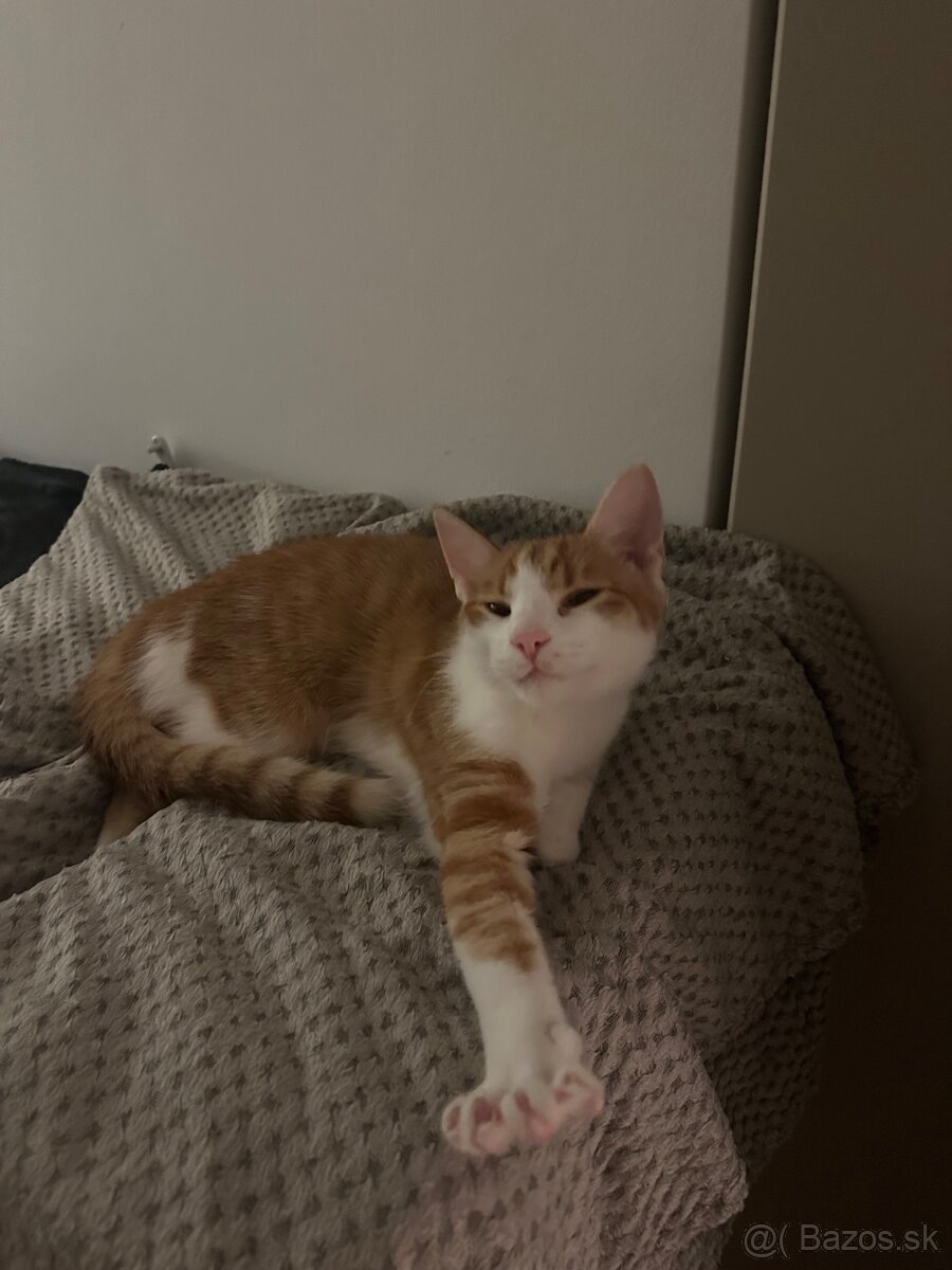 Kocur Rudolf zadarmo - 6