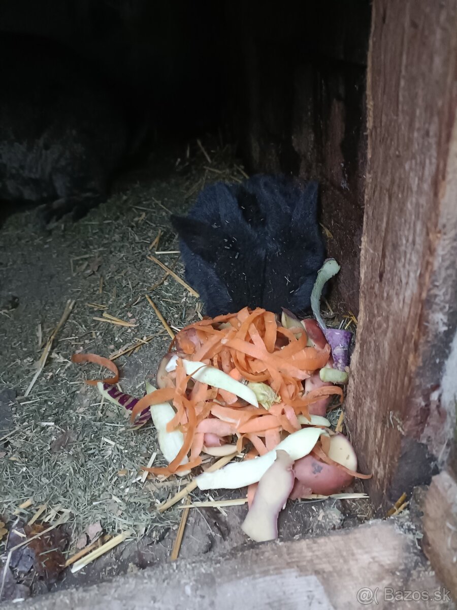 Predám králiky - 6