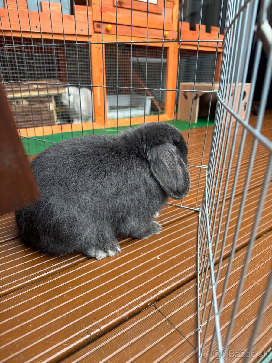 Minilop samcek 8mes z reg. chovu - 6