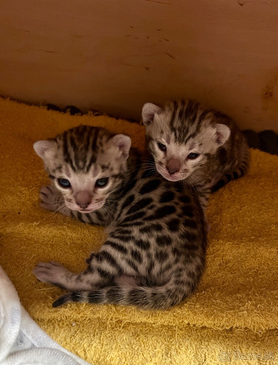 Bengálska mačka s PP - 6