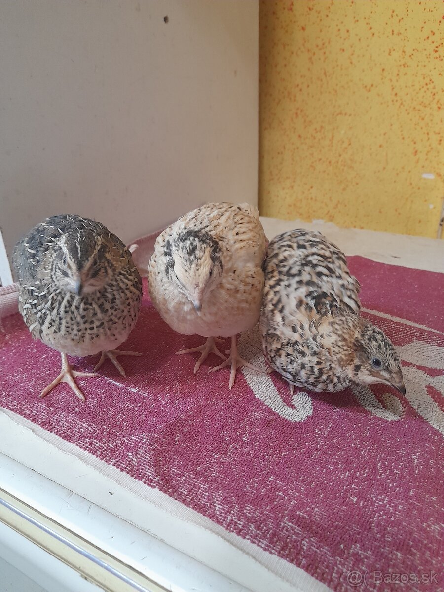 Prepelice japonské - 6