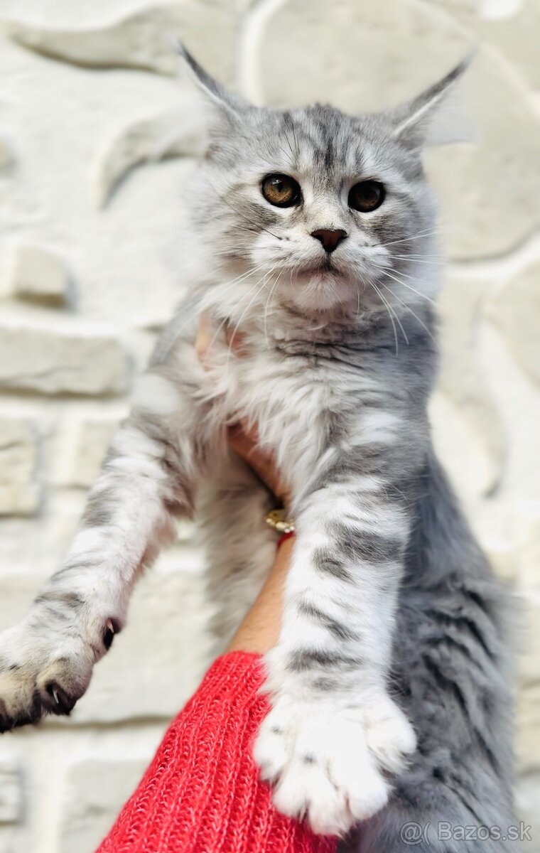 ⚜️Maine Coon s PP Mainská Myvalia - 6