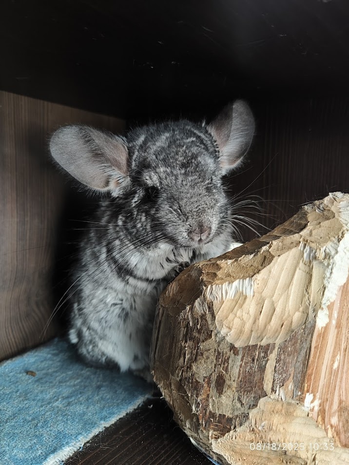 Hľadá sa 5-hviezdičkový domov pre činčilu Lumpíka - 6