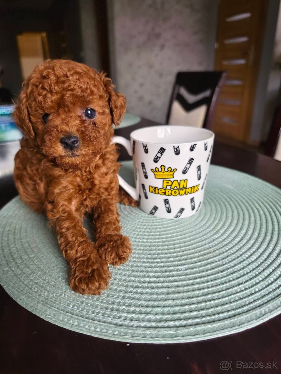 toy pudlik - 6