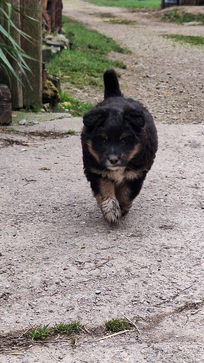 Darujem šteniatko - 6