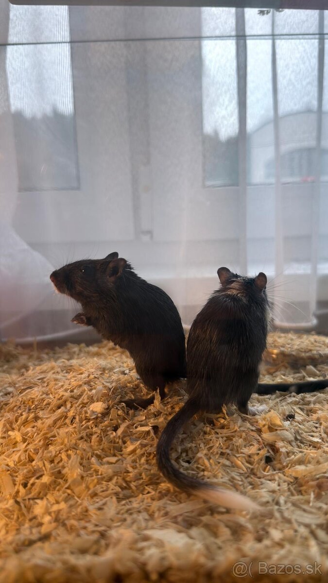 Darujem pieskomilov - 6