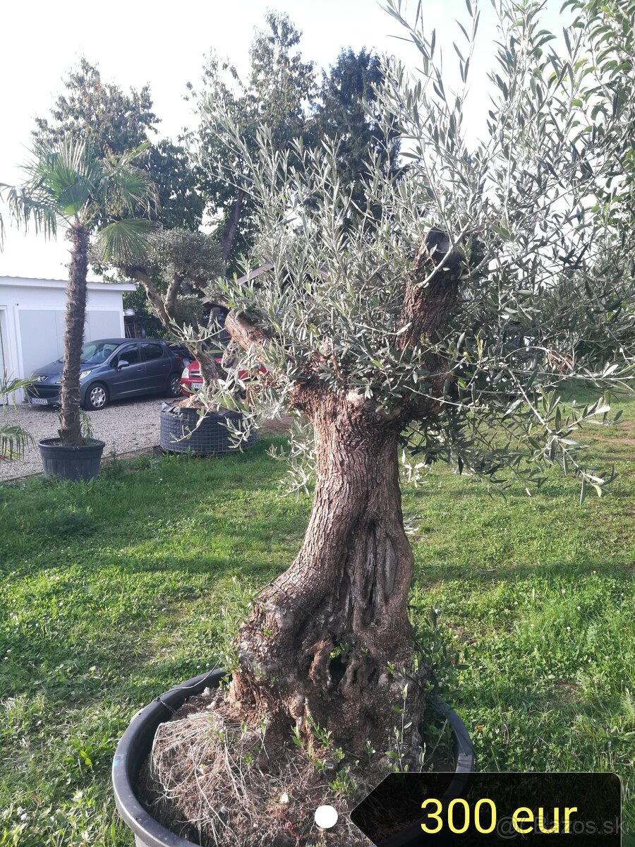 Olivovník Europea - 6