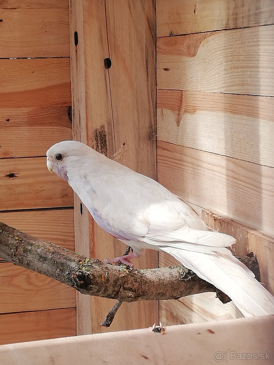 Rozela Penantova - 6