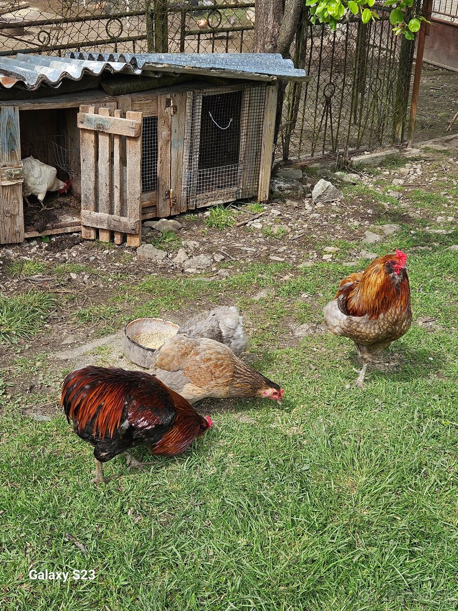 Predám nasadové vajíčka araucana - 6