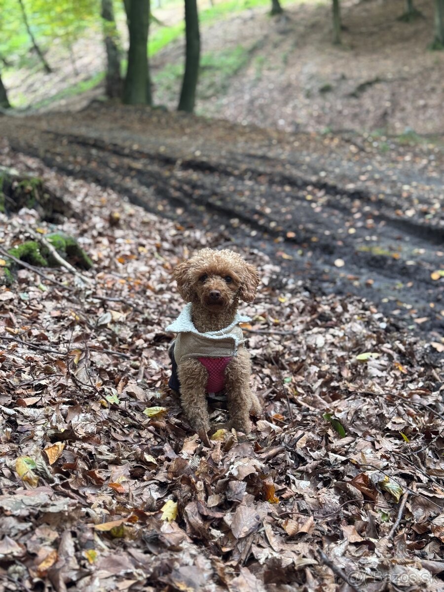 Pudlik trpasličí/TOY - 6