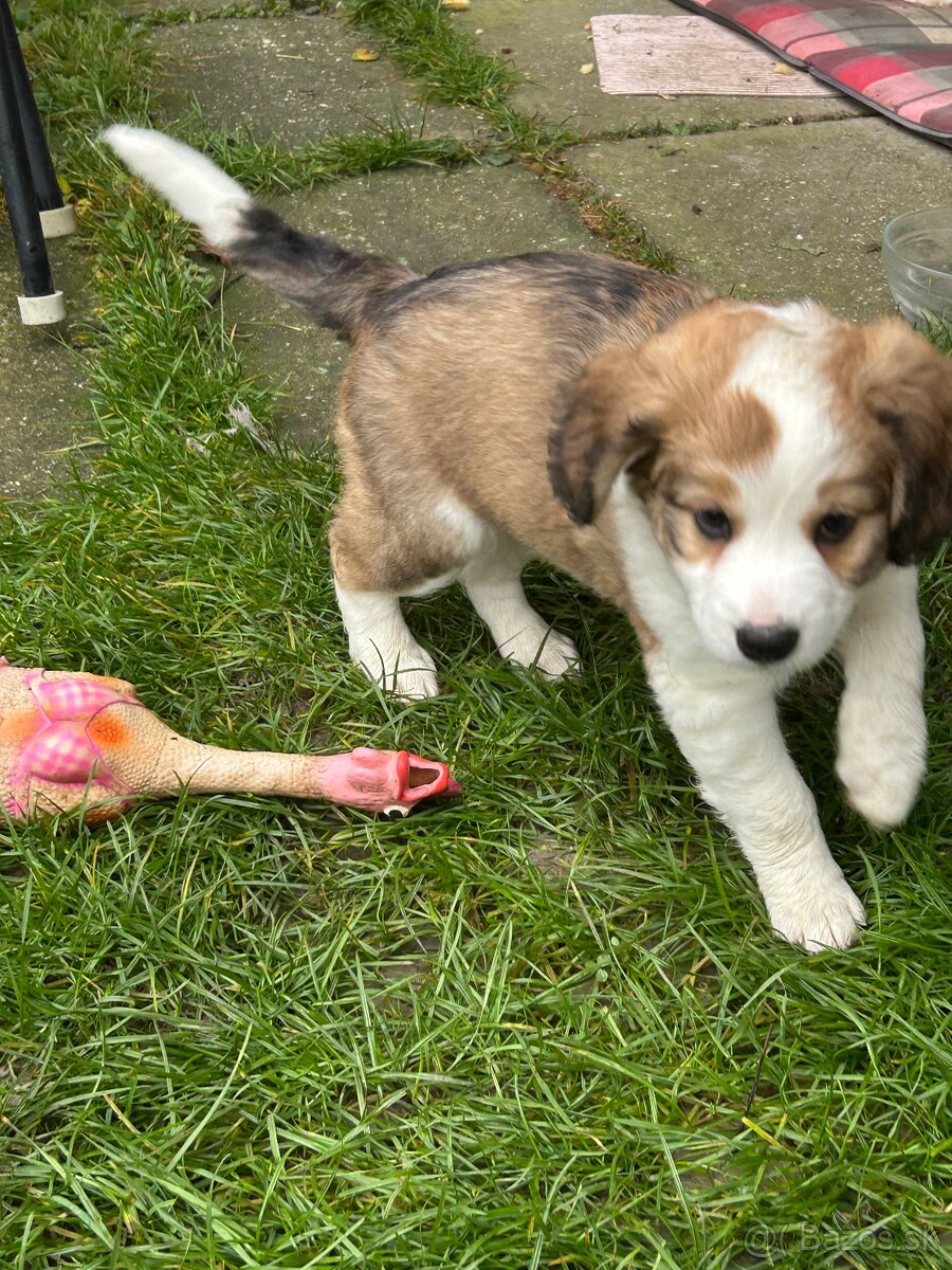 Šteniatka Border kôlie - 6
