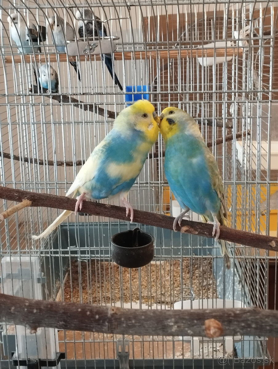 andulky na predaj - 6