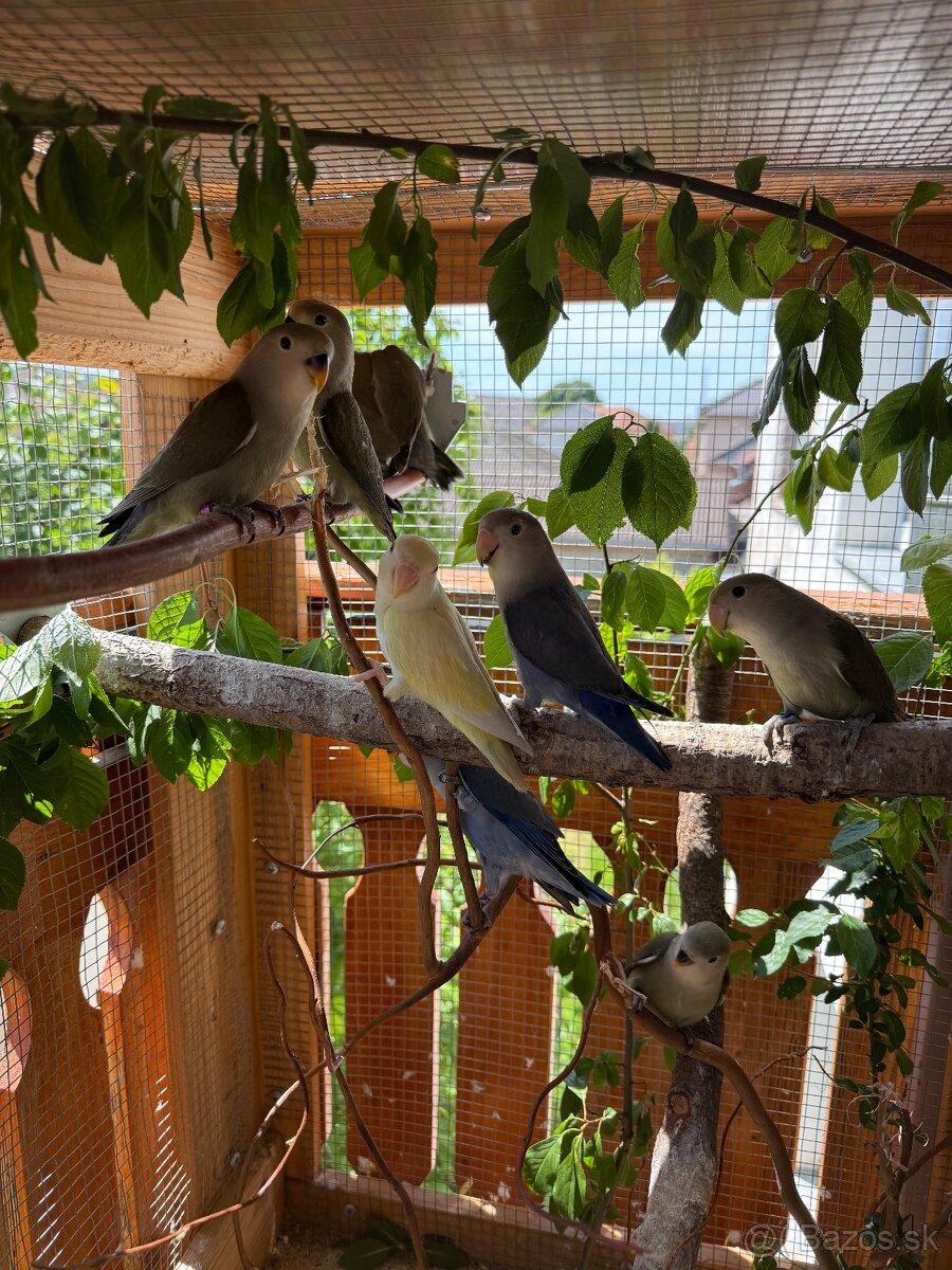 Agapornis Ružovohrdlý - 6
