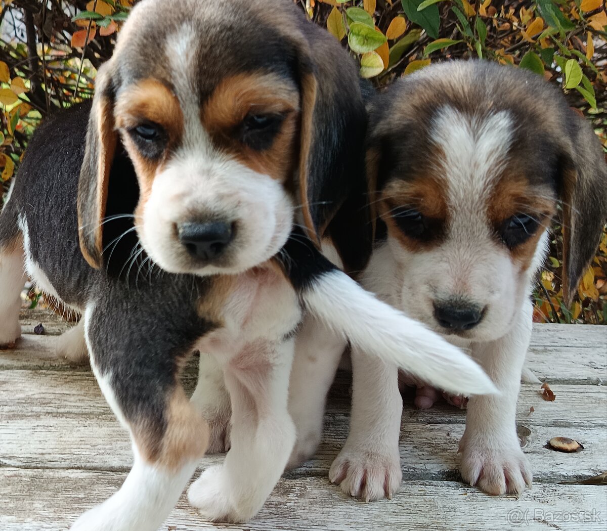 Beagle, bigel, bigl bez PP - 6