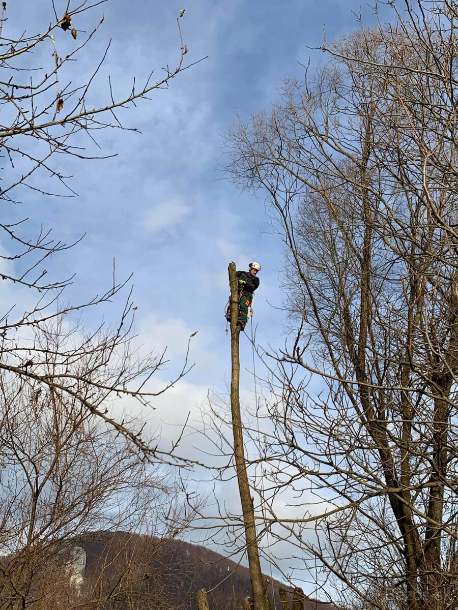 Rizikový výrub / rizikové pílenie stromov - 6