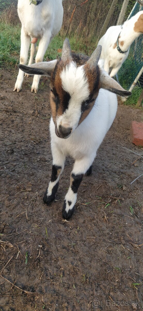 Predám mini kozu s dvomi malými capkami - 6