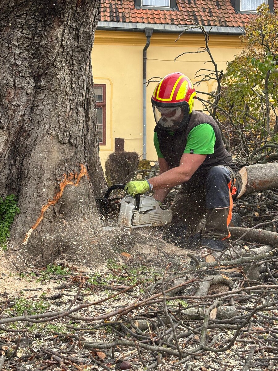 Rizikové výruby stromov - 6