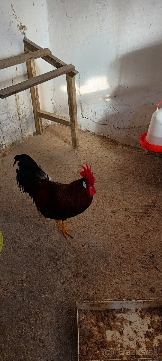 Vlaška jarabičia - 6