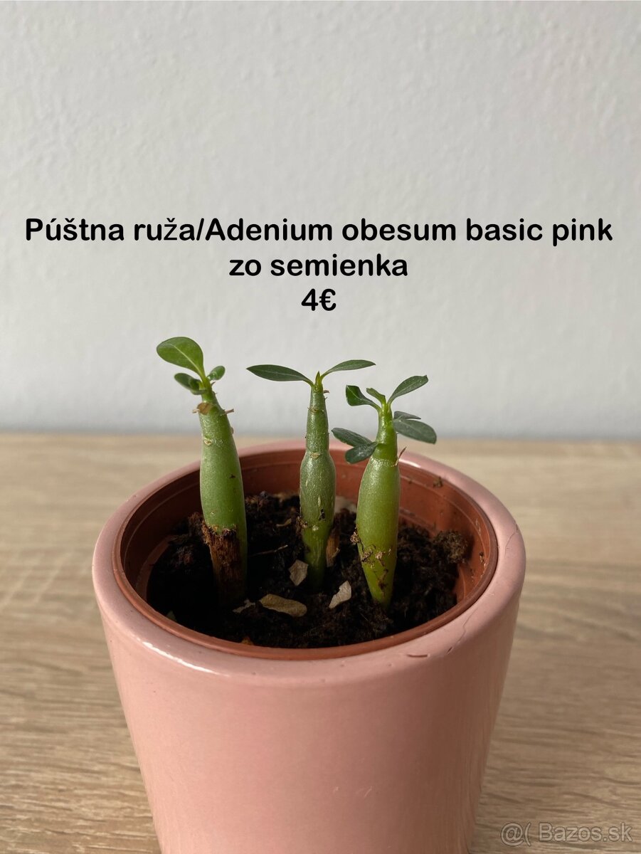 Predávam izbové rastlinky - 6