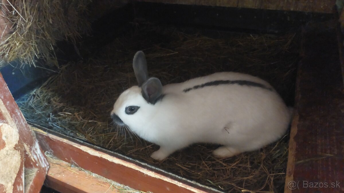 Králiky do chovu - 6