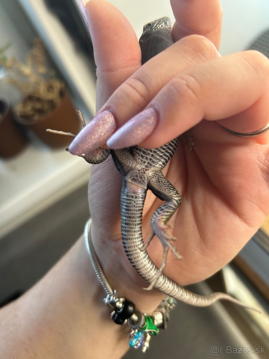 Timon Lepidus Melanistic 1.2 - 6