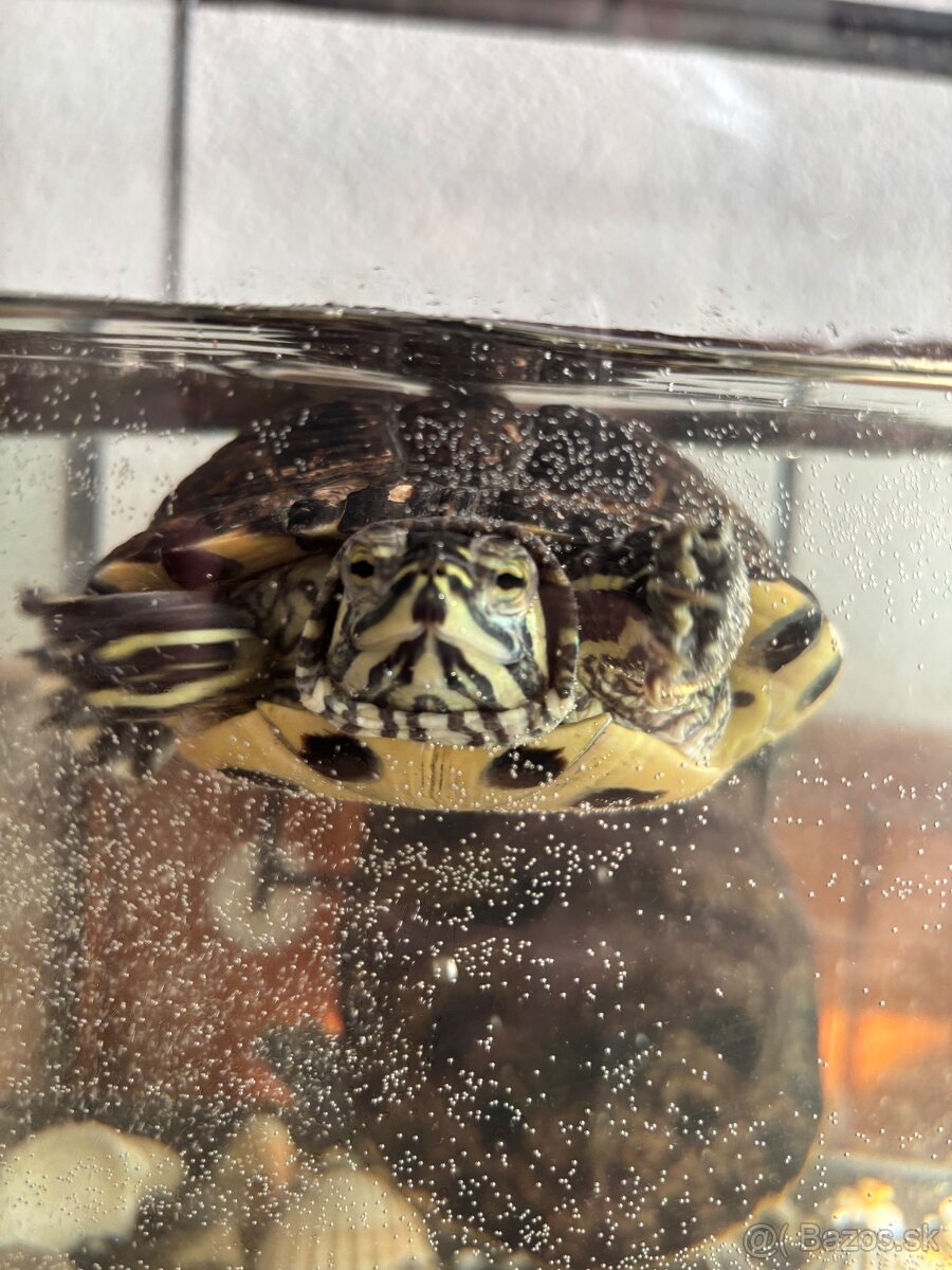 🐢 Vodné korytnačky – Lujza a Berta 🐢 - 6