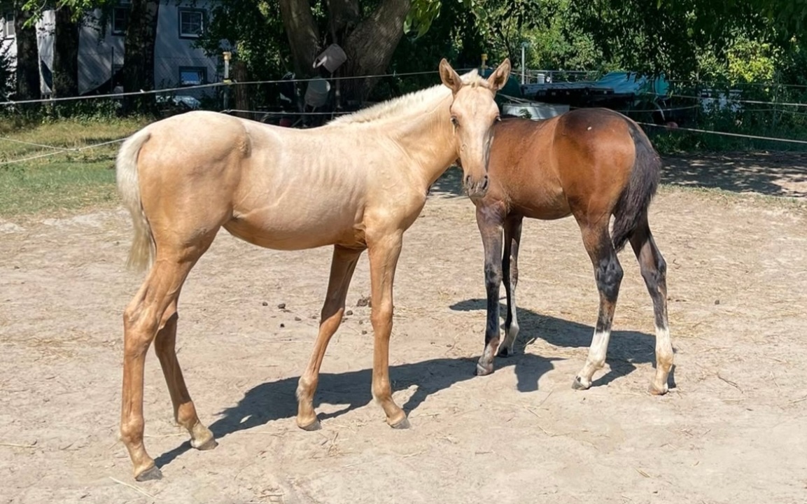 Lusitano klisna - 6