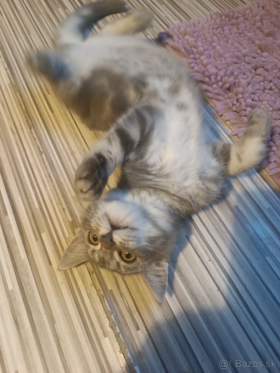 Britske maciatka - 6