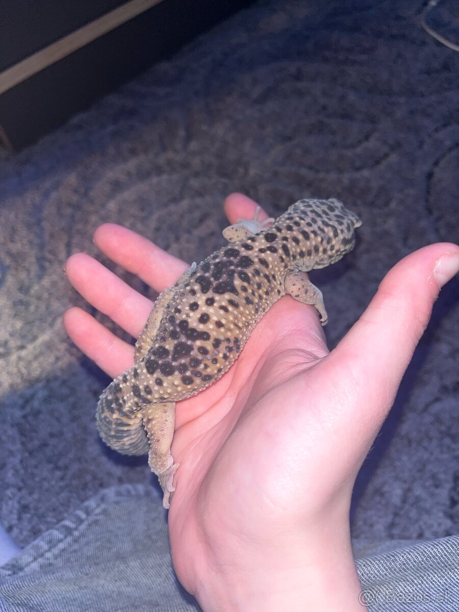 Terarium+Gekončík Nočný - 6