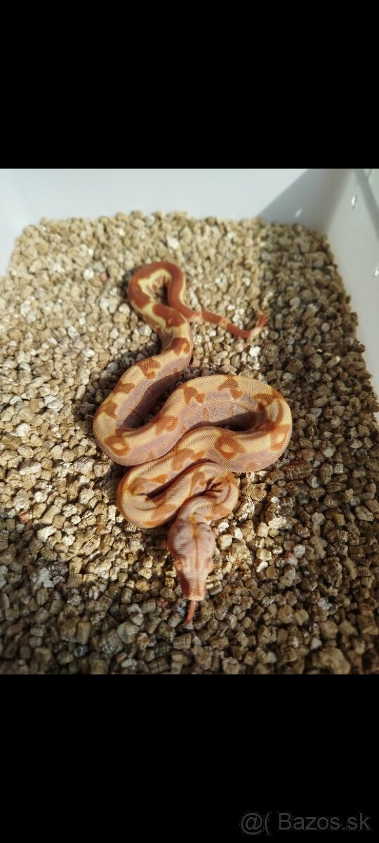 Boa Constrictor IMG INCA - 6
