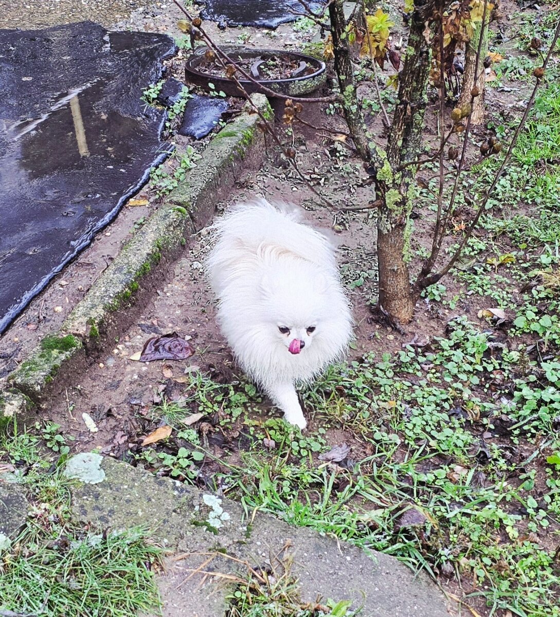 Pomeranian mini s PP FCI - 6