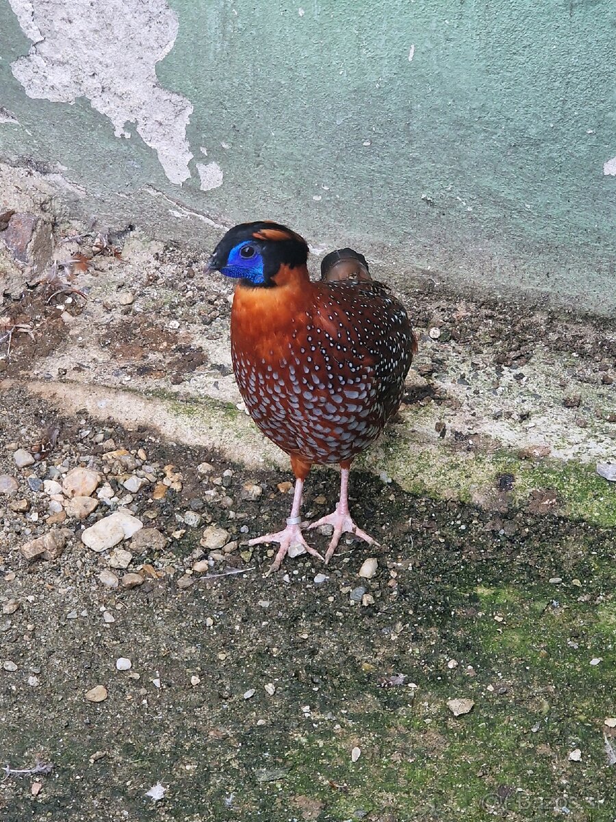 BAZANT TRAGOPAN TEMMINCKII - 6
