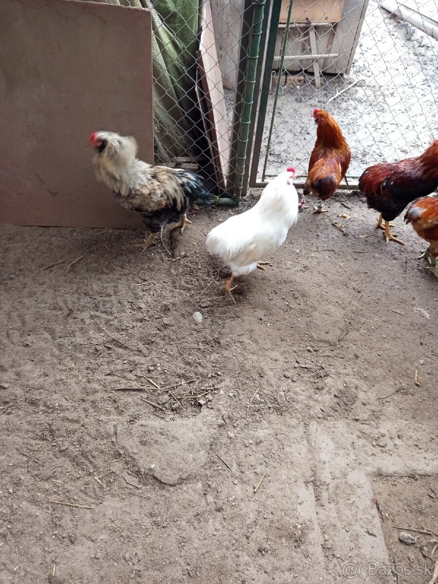 Mám na predaj kohúty Araucany. - 6