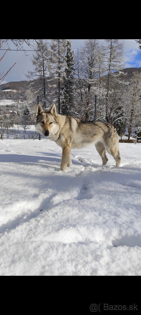 Československý vlčiak s PP - 6