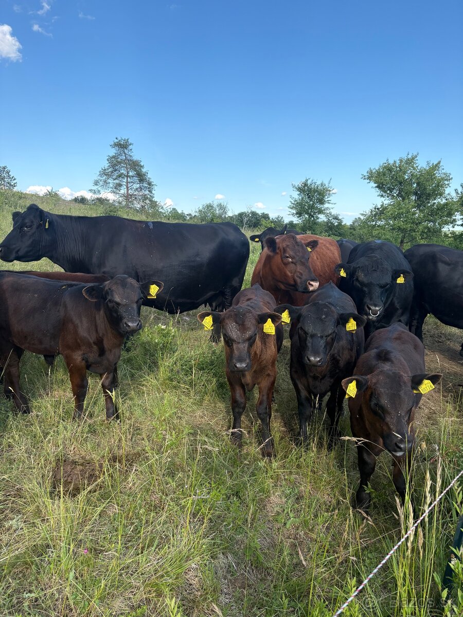Aberdeen Angus - 6