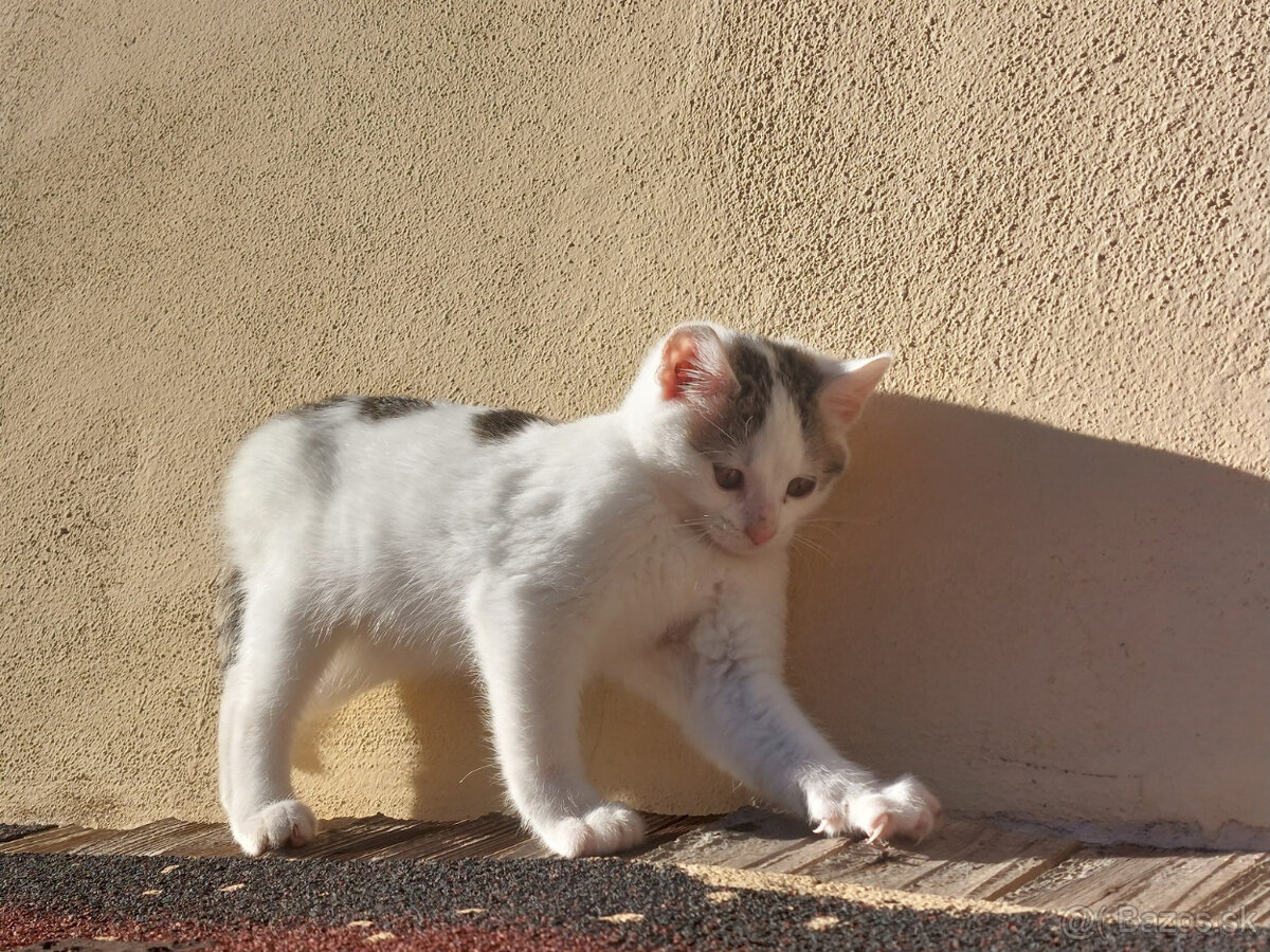 Podarujem mačiatka - 6