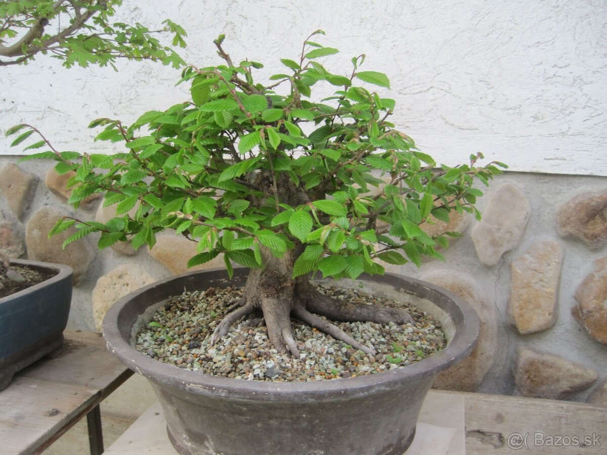 bonsai,bonsaj-hrab 7 - 6