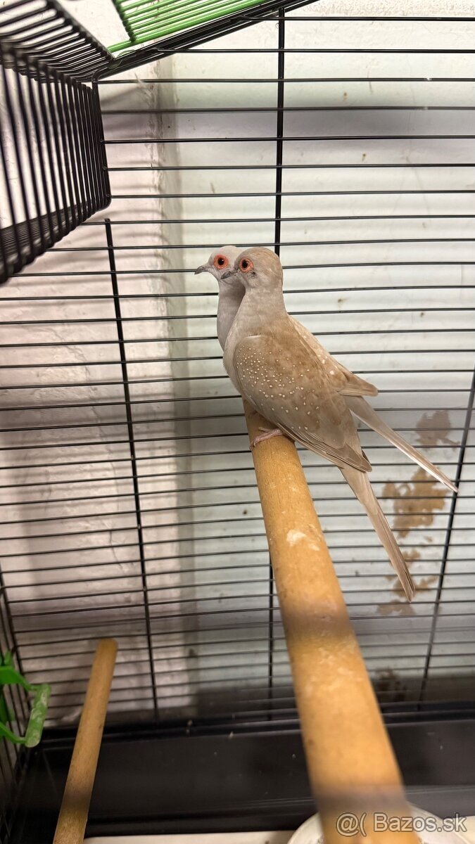 Holúbok diamantový - šedý / hnedý - 6