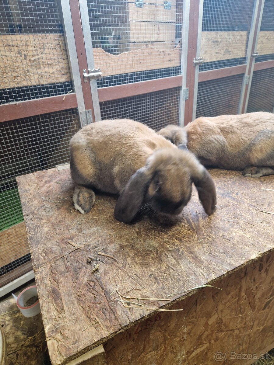 Francúzsky baran - 6