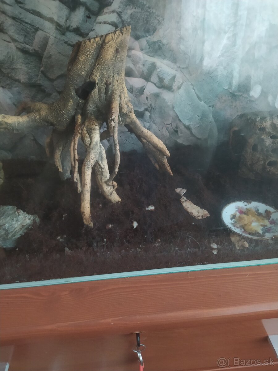 Slimák Africký - 6