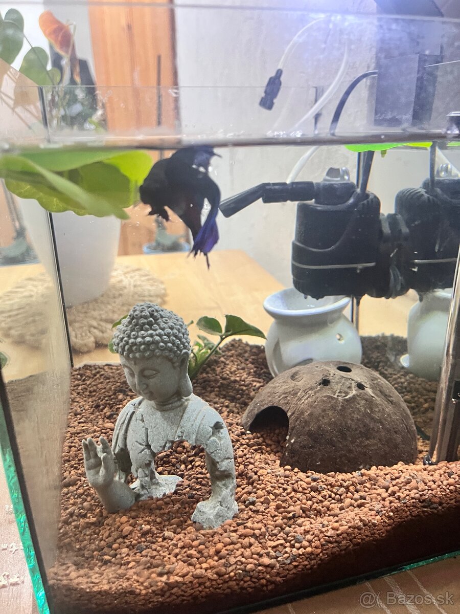 Zariadené Akvárium s bettou bojovnicou - 6