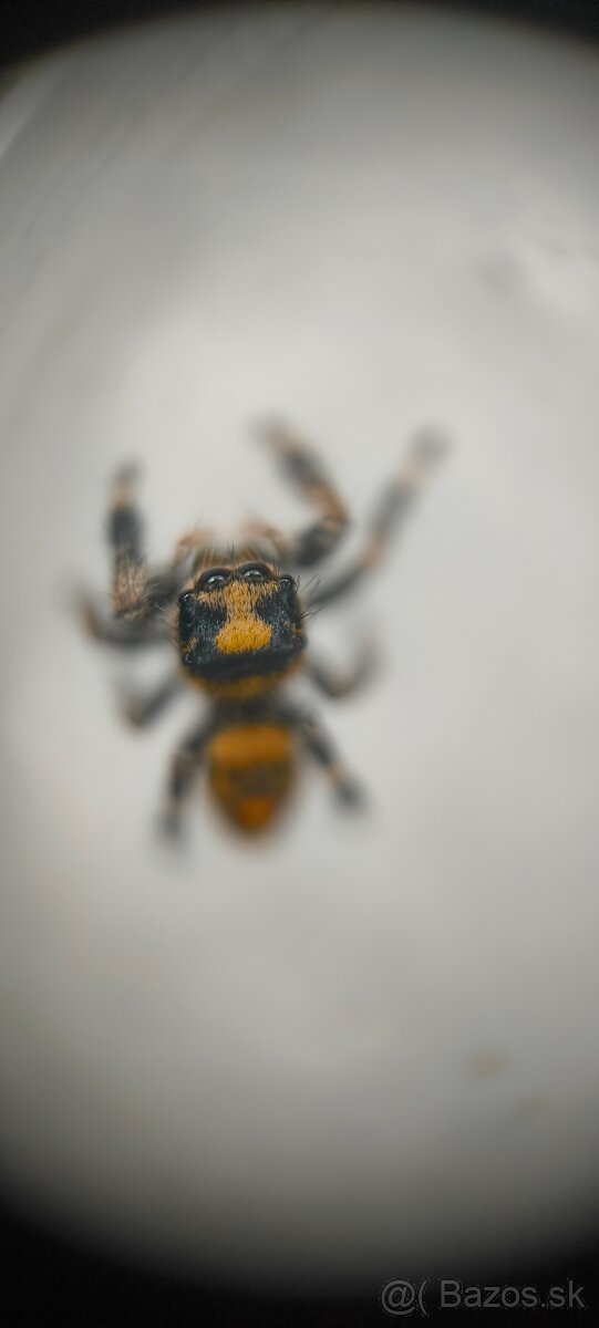 Skákavka Phidippus Regius - 6